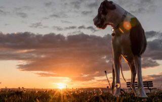 Cão dinamarquês olhando para trás por cima do ombro em um pôr do sol à beira-mar