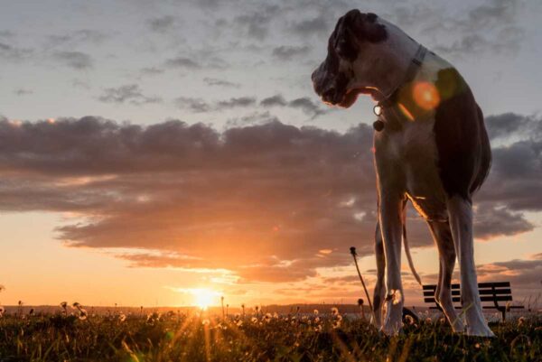 Cão dinamarquês olhando para trás por cima do ombro em um pôr do sol à beira-mar