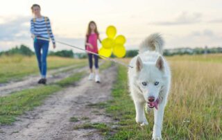 Cremação pet: Preserve as lembranças do seu animal de estimação