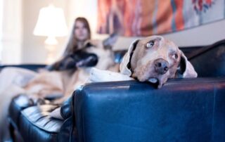 Cuidados com animais idosos