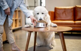 Dicas para escolher a melhor ração para seu cão