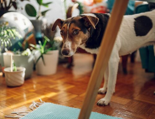 O que fazer quando o pet morre?