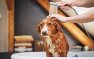 Quantas vezes tem que dar banho no cachorro?