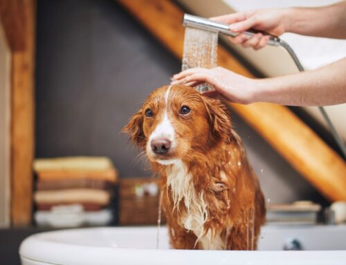 Quantas vezes tem que dar banho no cachorro?