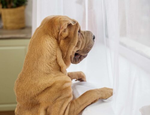 Quantos animais pode ter em apartamento?