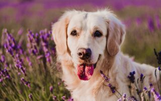 O que dizer quando se perde um animal de estimação?