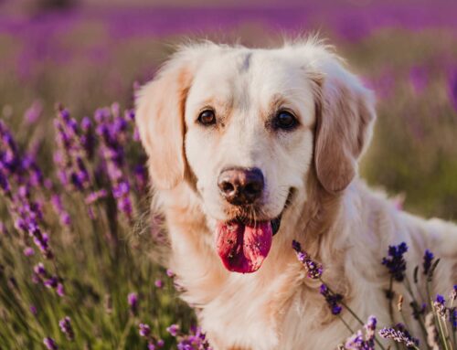 O que dizer quando se perde um animal de estimação?