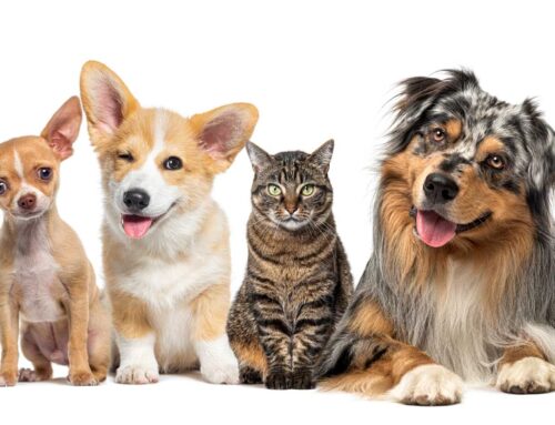 Como é feita a cremação coletiva de animais?