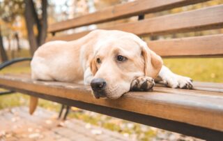 Cremação de cachorro: Tudo o que você precisa saber!