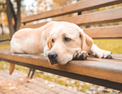 Cremação de cachorro: Tudo o que você precisa saber!