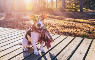 Como cuidar do seu pet no frio?