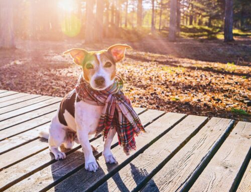 Como cuidar do seu pet no frio?