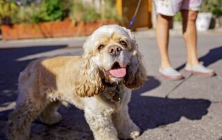 Como saber se o cachorro está com sede?