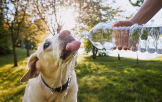 O que é bom para hidratar cachorro?