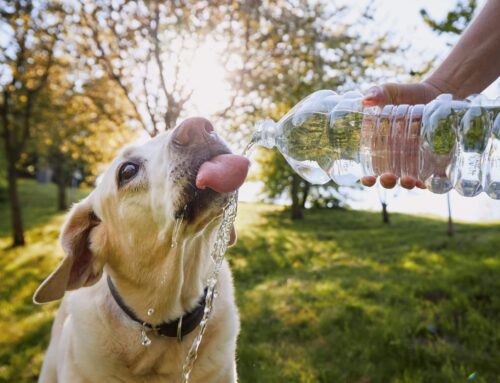 O que é bom para hidratar cachorro?