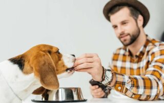 7 alimentos proibidos para o seu cão!