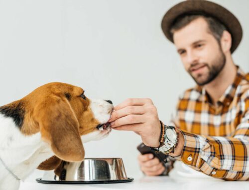 7 alimentos proibidos para o seu cão!