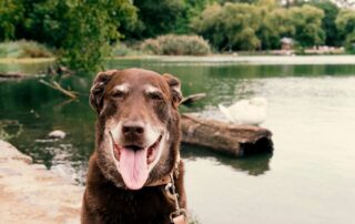 Doenças comuns em cão idoso