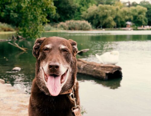 Cães idosos: 5 doenças mais comuns