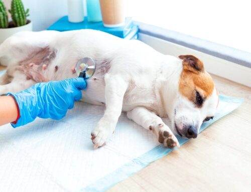 Seu cachorro pode te passar alguma doença?