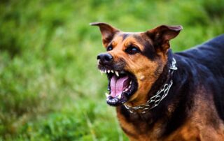 Você sabe quais os melhores cachorros para proteção? Se a ideia é ter um cão que realmente ajude na proteção da casa ou da família, é importante considerar não só o porte e a força