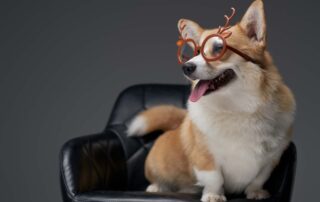 Qual é a raça de cachorro mais inteligente?