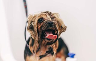 Quando o cachorro começa a babar, o que fazer?