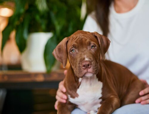 Qual o máximo que um cachorro vive?
