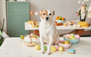 Cachorro pode comer ovo?