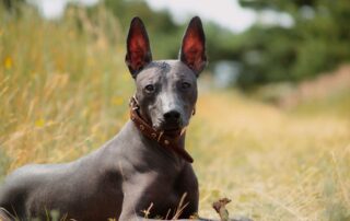 Quais as raças de cachorro que não soltam pelo?