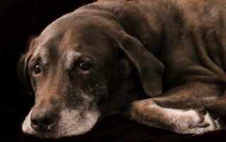 10 motivos para adotar um cão idoso