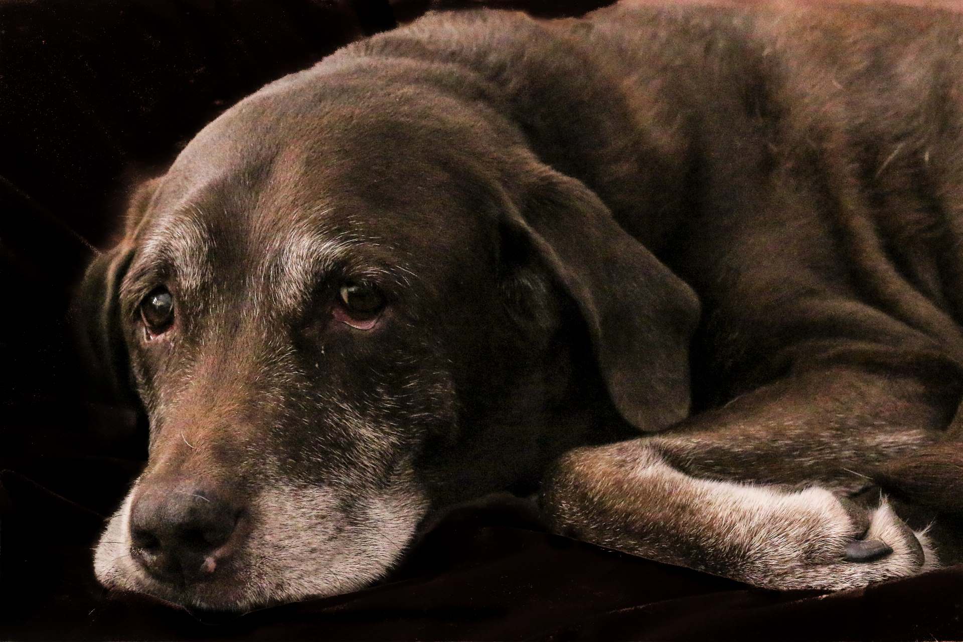 10 motivos para adotar um cão idoso