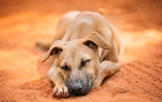 Remoção de animais mortos: Como fazer?