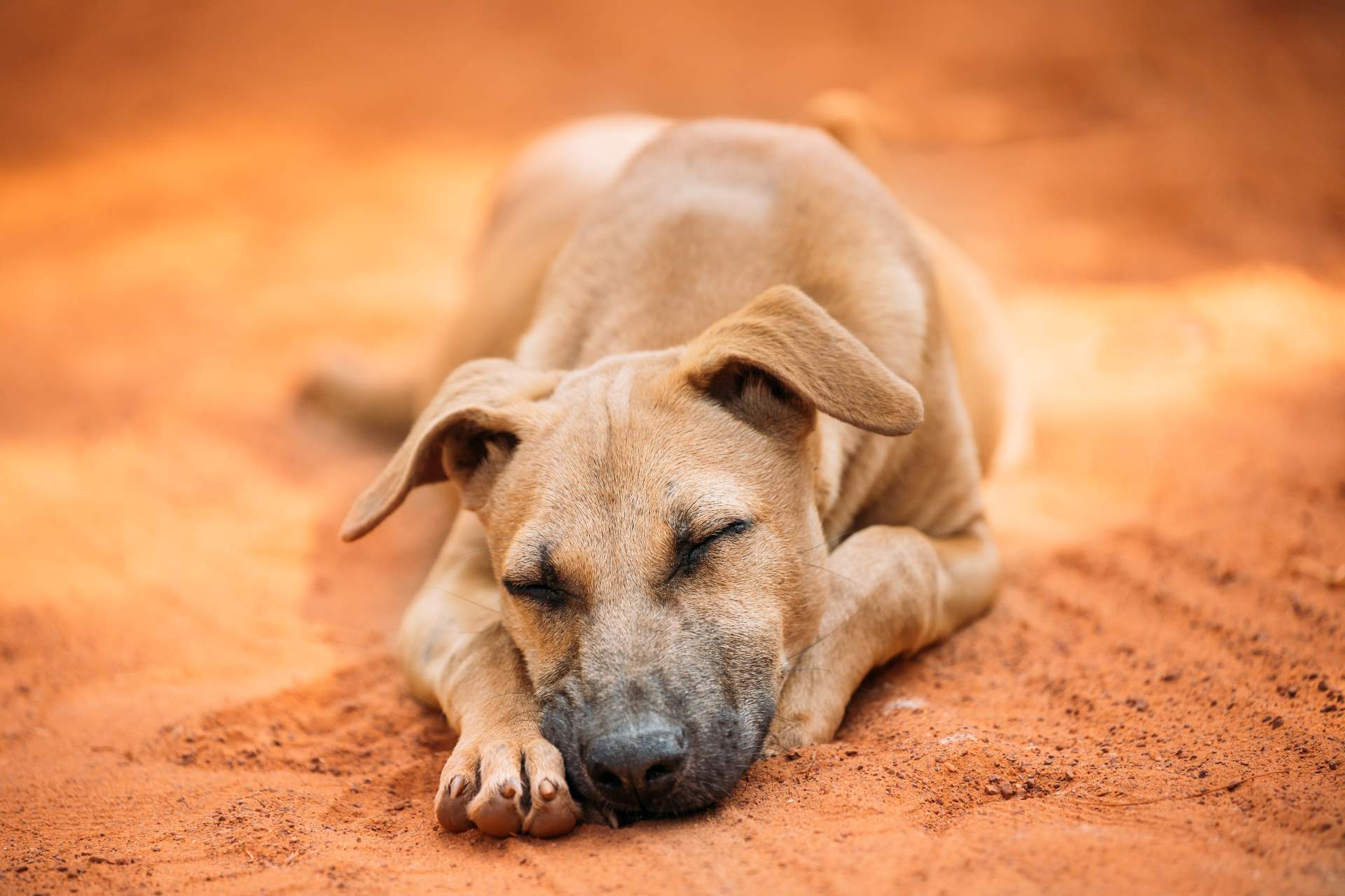 Remoção de animais mortos: Como fazer?