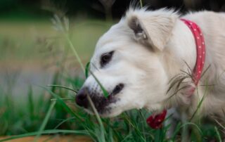 Por que meu cachorro come grama?
