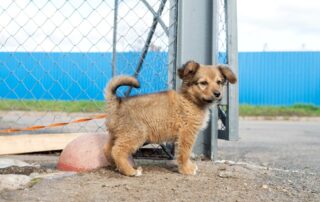 Como ensinar meu cachorro a fazer xixi no lugar certo?