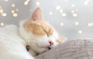 É normal meu gato dormir o dia inteiro?