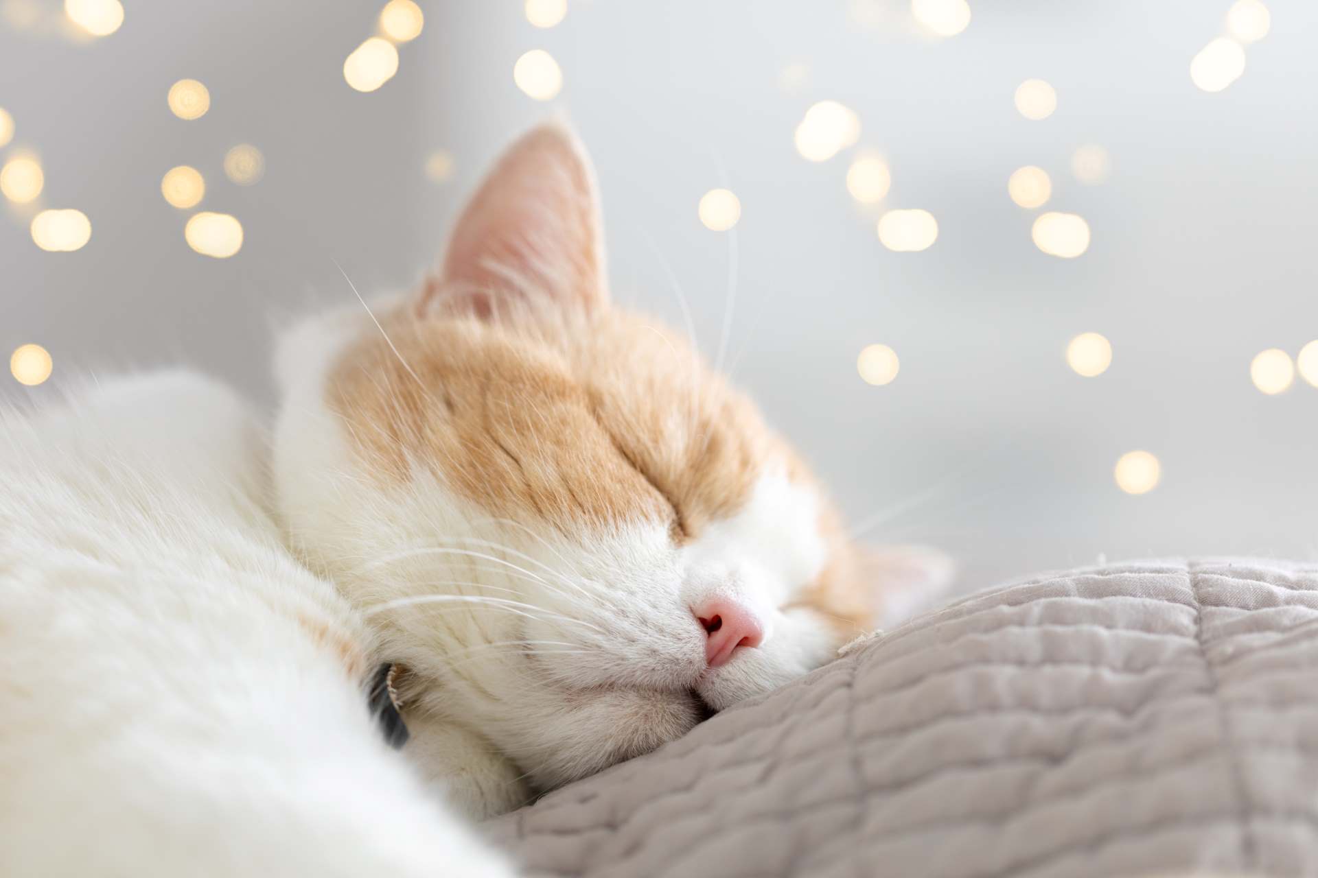 É normal meu gato dormir o dia inteiro?