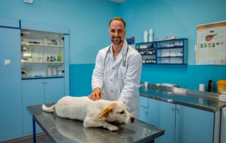 Vacinas essenciais para cães: Saiba quais são!