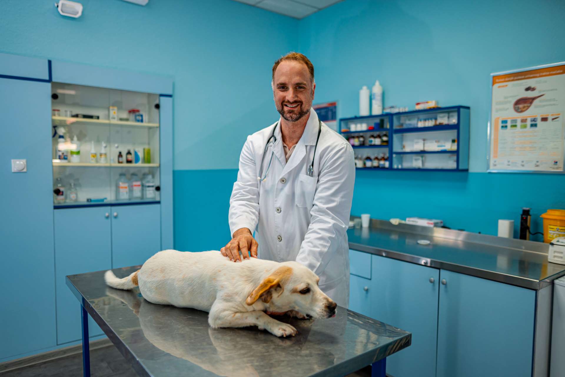 Vacinas essenciais para cães: Saiba quais são!