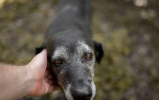 O que é o cachorro comunitário?