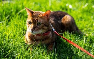 Pode andar com gato na coleira?