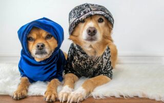 Cachorro precisa de roupa no outono?