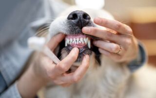Seu cachorro está trocando os dentes? Saiba o que fazer!
