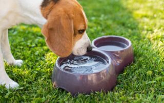 É normal cachorro beber menos água quando o clima muda?