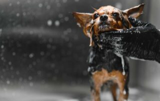 Pode dar banho em cachorro quando o clima começa a esfriar?