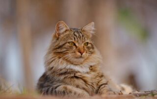 Gato pode pegar gripe?