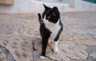 Por que meu gato está perdendo peso?