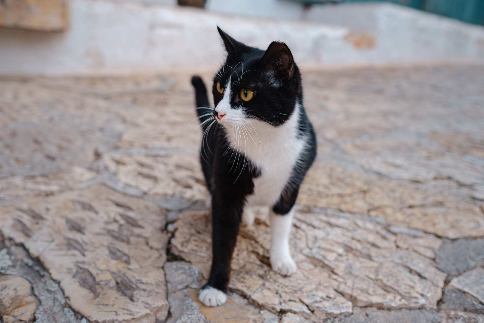 Por que meu gato está perdendo peso?