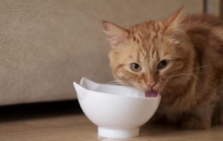 Quais são os sintomas de insuficiência renal em gatos?